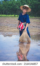 Children Finding Fish On Tradition Tool For Catch Fish In Rice Field Of Rural, Asian Kid Catching Fish In Mud On Beautiful Landscape Sky And Field Background, Happy People Of Activity, Fishing Concept