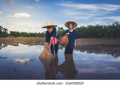 Children Finding Fish On Tradition Tool For Catch Fish In Rice Field Of Rural, Asian Kid Catching Fish In Mud On Beautiful Landscape Sky And Field Background, Happy People Of Activity, Fishing Concept