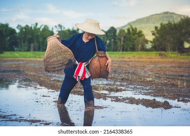 Children Finding Fish On Tradition Tool For Catch Fish In Rice Field Of Rural, Asian Kid Catching Fish In Mud On Beautiful Landscape Sky And Field Background, Happy People Of Activity, Fishing Concept