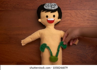 Children Hand Placing The Kidney To Human Body Anatomy Doll With Wooden Background. A Ideal DIY Preschool Educational Tool For Introducing Young Child About Internal Organs And Systems.