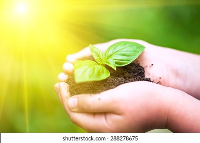 Children hands holding a green young plant (basilic plant) in sunlight. - Powered by Shutterstock