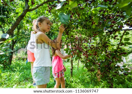 Similar – Image, Stock Photo Young girl picking cherries in the garden