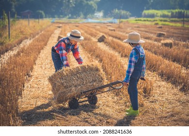 Children Helping Sweep Haystack To Pile In Rice Field Of Organic Farm, Asian Kids Working In Rice Farm, Family Child Keep Rice Straw To Feeding Animals In Garden, Lifestyle Of Farmer In Countryside