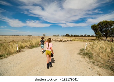 Children Herding Sheep On Dusty Dirt Road In Australian Outback