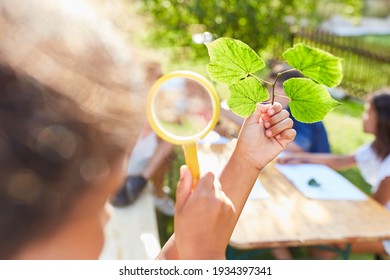 Children Look At Leaves Through A Magnifying Glass In The Nature Conservation Project In The Summer School