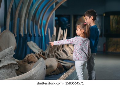 Children look at the skeleton of an ancient whale in the Museum of paleontology