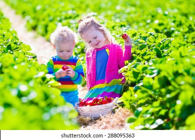 Children Pick Strawberries. Kids Picking Fruit On Organic Strawberry Farm. Children Gardening And Harvesting. Toddler Kid And Baby Eat Ripe Healthy Berry. Outdoor Family Summer Fun In The Country.