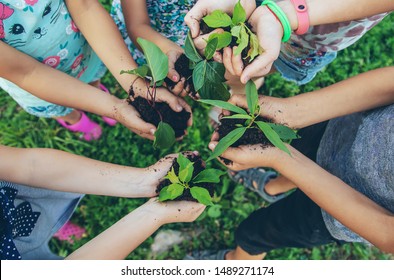 children plant plants together in their hands. Selective focus. nature. - Powered by Shutterstock