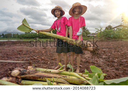 children planting banana tree on soil on rice field and sky background