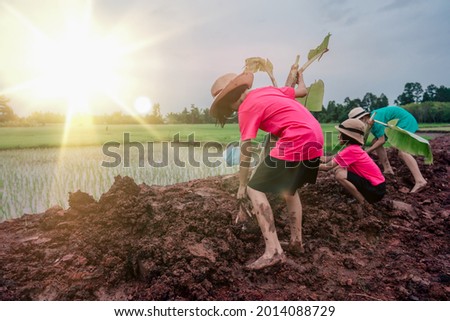 children planting banana tree on soil on rice field and sky background