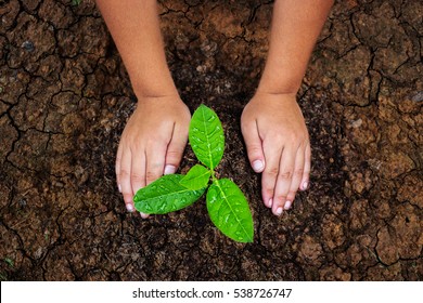 Children planting trees to mitigate drought.