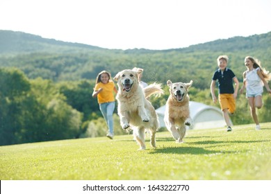 Children playing with a dog in nature. 
