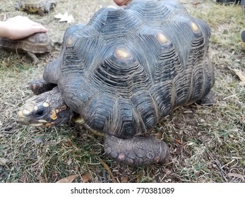 Children Playing Turtles Tortoises On Grass Stock Photo 770381089 ...