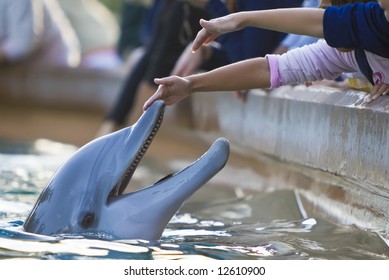 Children reaching out to touch a bottlenose dolphin's nose