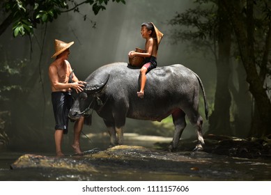 Children riding water buffalo on his father laughed happily.