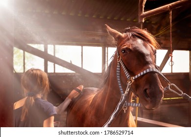Children take care of the horse in the old  stable. Girls grooming horse with brush,  cleaning and taking care of horse - Powered by Shutterstock