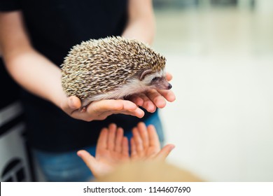 Hedgehog in malay