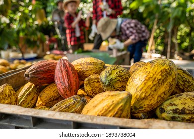 The children to unpack the cocoa pods, Fresh cacao pod cut exposing cocoa seeds, with a cocoa plant, cacao beans fermented in wooden barrels, to maintain the quality of cacao flavor.
