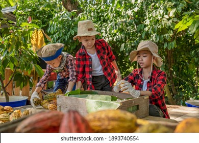 The children to unpack the cocoa pods, Fresh cacao pod cut exposing cocoa seeds, with a cocoa plant, cacao beans fermented in wooden barrels, to maintain the quality of cacao flavor.