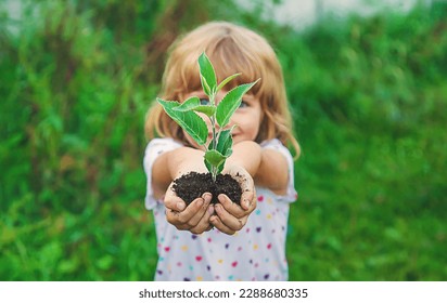 Children watch plant trees, hold in their hands. Selective focus. Kids. - Powered by Shutterstock