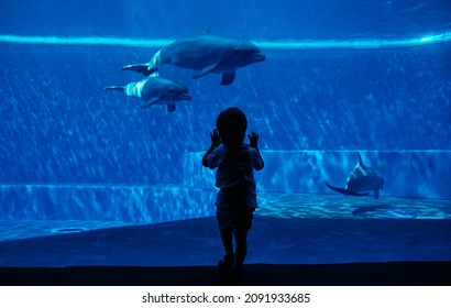 Children watching dolphins from the screen of the aquarium