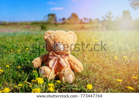 Children's a bear on the sun floral meadow in the natural park 