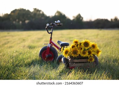 Children's bike trailer with sunflowers. Summer holidays in the countryside. Сarefree childhood, country lifestyle - Shutterstock ID 2164363607