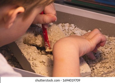 Children's Entertainment, A Child Plays In An Archaeologist, Children's Hands Dig Dinosaur Bones