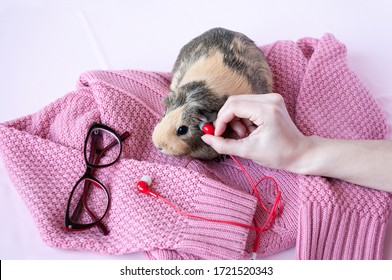 Children's hands apply red headphones to a Guinea pig on a pink sweater and glasses
