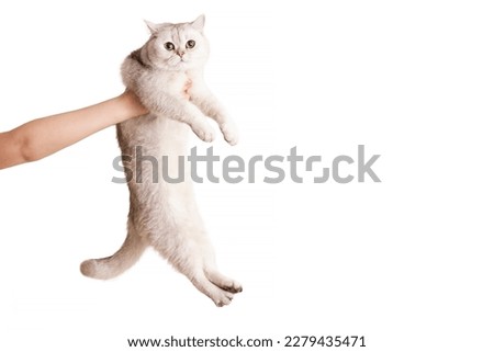 Childrens hands hold a cute white british cat on a white background, isolated