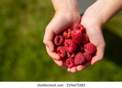 Children's hands hold a handful of raspberry on a green blurred background