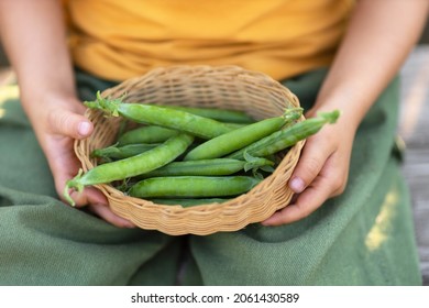 Children's hands hold a wicker basket with green peas.A bowl with green pea pods in the hands of a child.A sunny summer day at the dacha.Harvesting in the garden.