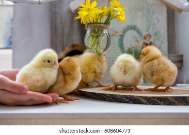 children's hands holding a small yellow live chicken