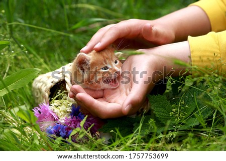 
Children's hands soothe a crying ginger tabby kitten on a background of green grass and a wicker basket with flowers. Caring for animals.