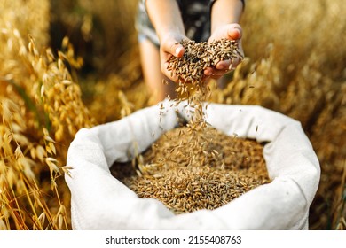 Las manos de los niños rocían granos de trigo. Semillas doradas en las palmas de una persona. Granos de trigo en las manos de los niños en el fondo con una bolsa de grano. Pequeña profundidad de campo. Copiar espacio.