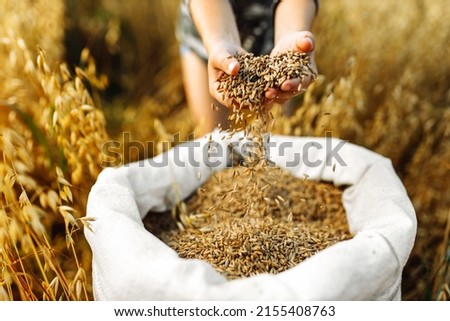 Children's hands sprinkle wheat grains. Golden seeds in the palms of a person. Wheat grains in children's hands on the background with a bag of grain. Small depth of field. Copy space.