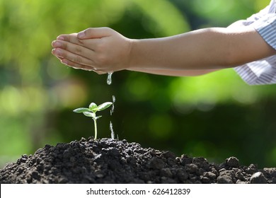Children's hands watering a young plant