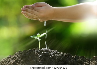 Children's hands watering a young plant in the morning light