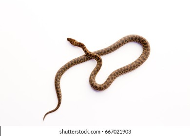 186 Children's python Images, Stock Photos & Vectors | Shutterstock