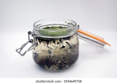 A Child's Collection Of Tadpoles In A Jar.