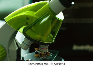 A Child's Green Microscope With A Dead Hornet On A Slide