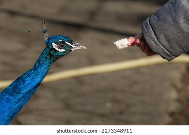a child's hand feeds a peacock with bread