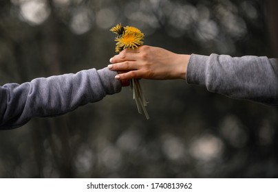 A child's hand gives the dandelions flowers to the mother's hand. Two hands being held a flower. - Powered by Shutterstock