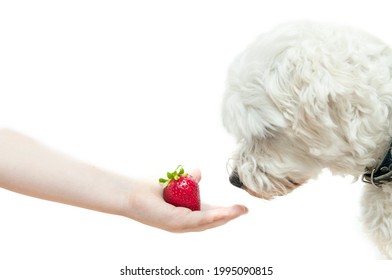 can maltese eat strawberries