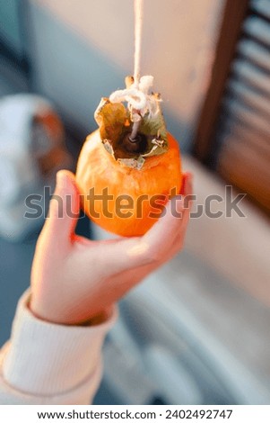 A child's hand holding a delicious looking dried persimmon. Make dried persimmons, dry astringent persimmons. Autumn food. Lower primary grade student