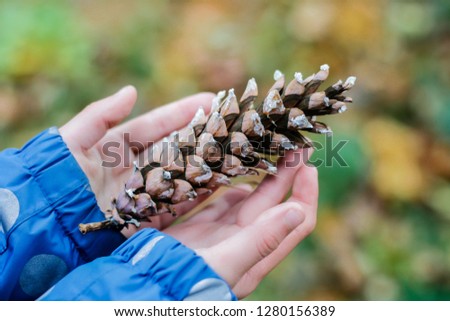 Foto Bild Kinderhand hällt Tannenzapfen