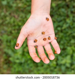 Child's Hand Holding A Lot Of Small Lady Bugs Close Up, With Green Grass On Background.