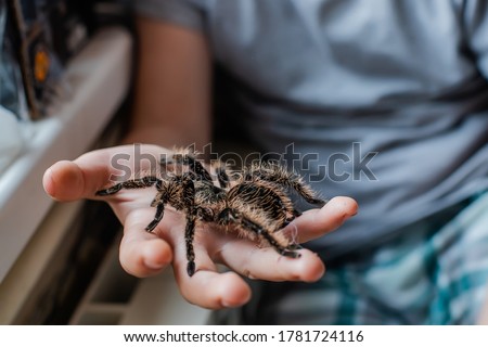 child's hand holding tarantula huge spider. boy plays with Brachypelma albopilosum . Caring for wild arachnids at home. Taking care of pets