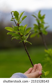 A Child's Hand Next To A Young Fruit Tree In The Spring