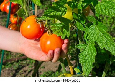 A Child's Hand Picking A Tomato From A Tomato Plant With Two Red Tomatoes